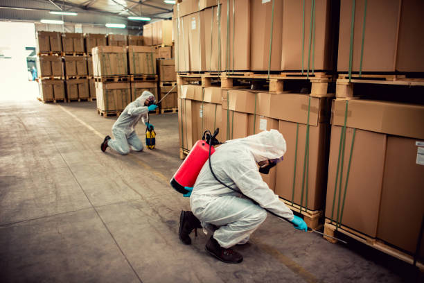 Best Wasp Removal Services  in Plano, KY