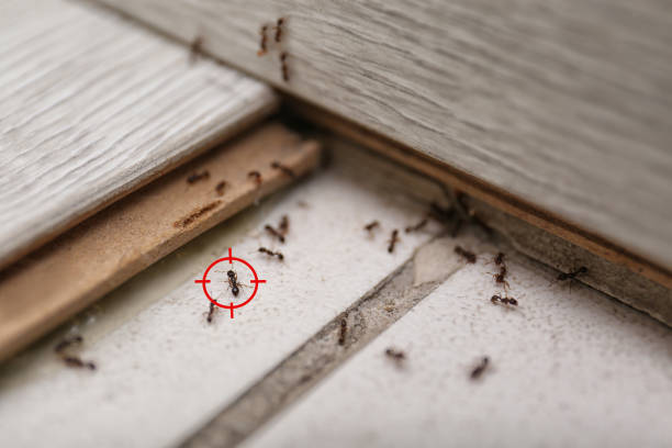 Best Emergency Pest Control  in Plano, KY