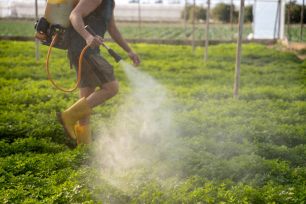 Best Insect Control  in Plano, KY
