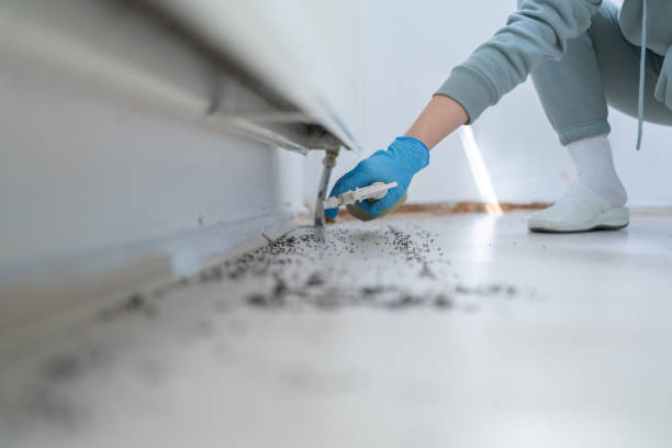 Best Spider Control Near Me  in Plano, KY